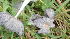 Coprinopsis lagopus