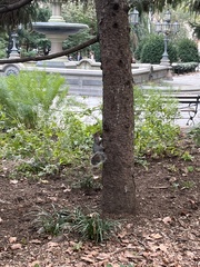 Sciurus carolinensis