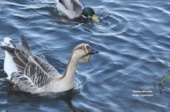 Anser anser domesticus × anser cygnoides domesticus