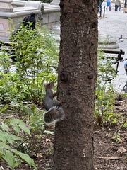 Sciurus carolinensis
