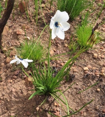 Aristea cantharophila