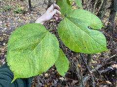 Morus rubra
