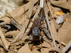 Scytodidae