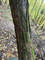 Morus rubra