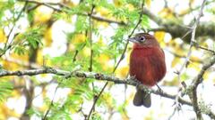 Coryphospingus cucullatus