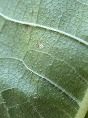 Morus rubra