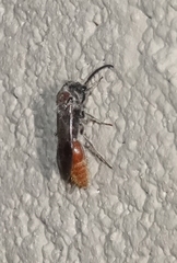 Sphaeropthalma imperialis