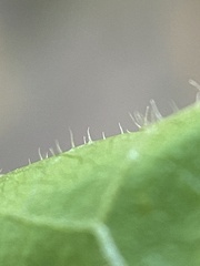 Morus rubra