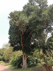 Pimenta racemosa