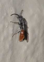 Sphaeropthalma imperialis