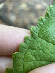 Morus rubra