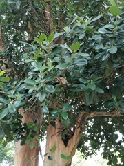 Pimenta racemosa