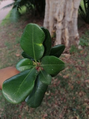 Pimenta racemosa