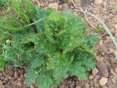Arctopus monacanthus