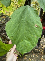 Morus rubra