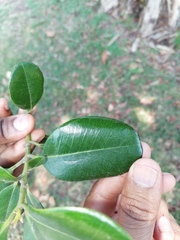 Pimenta racemosa