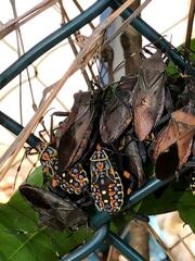 Pachylis laticornis