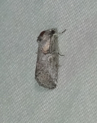 Aleptina inca