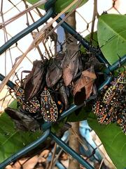 Pachylis laticornis