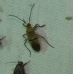 Dysdercus bimaculatus