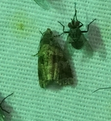 Cobubatha metaspilaris