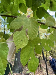 Morus rubra
