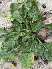 Beta vulgaris