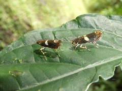 Hilarographa ribbei