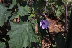 Datura stramonium