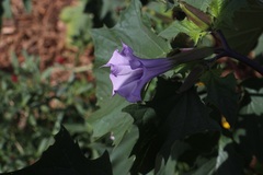 Datura stramonium