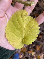 Morus rubra