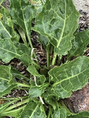 Beta vulgaris