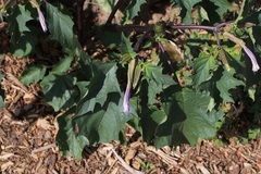 Datura stramonium