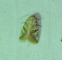 Diastema tigris