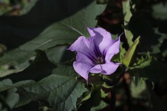 Datura stramonium