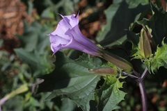 Datura stramonium