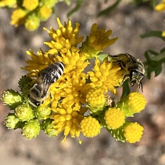 Colletes