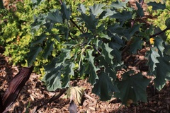 Datura stramonium