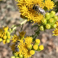 Colletes