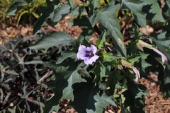 Datura stramonium
