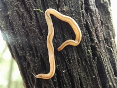 Geonemertes pelaensis
