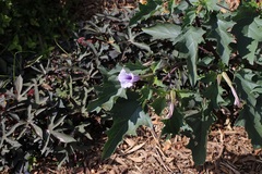 Datura stramonium