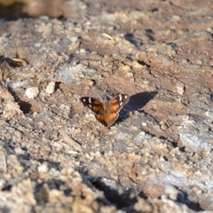 Libytheana carinenta mexicana