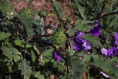 Datura stramonium