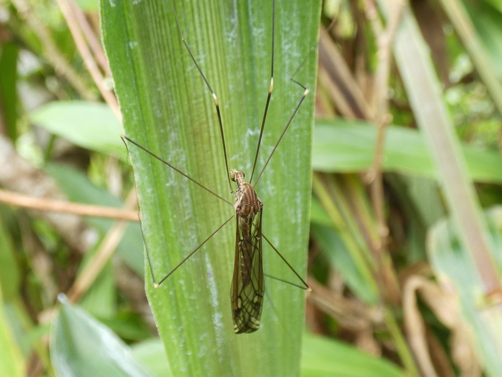 Brachypremna