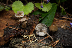 Mycena silvae-nigrae