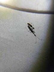 Myodocha serripes
