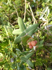 Lonicera implexa