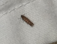 Aristotelia roseosuffusella