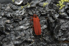 Dictyoptera simplicipes